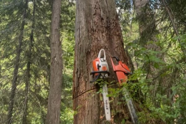 Recent tree care project 3