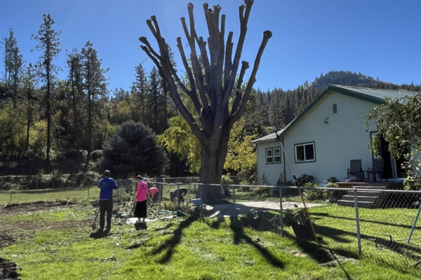 Recent tree care project 4