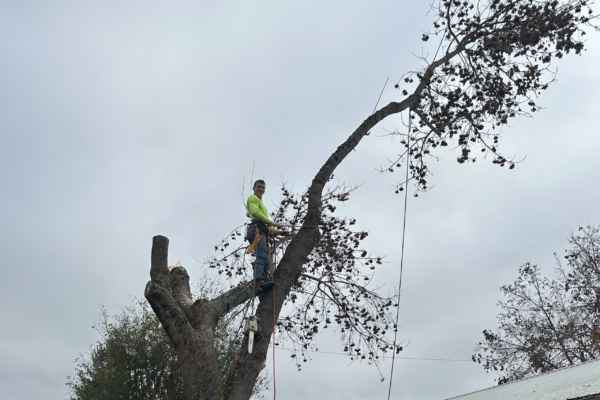 Recent tree care project 5