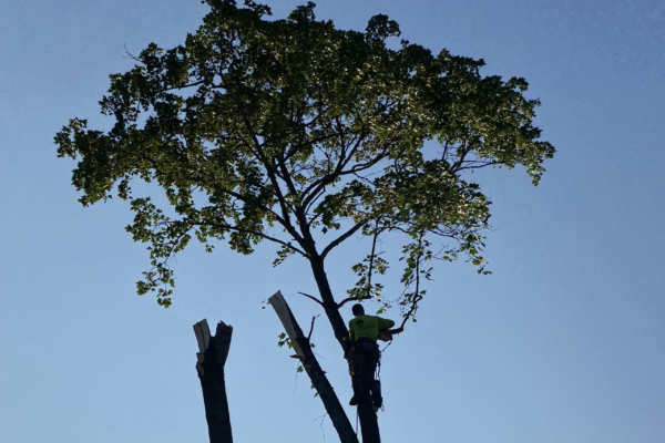 Recent tree care project 6
