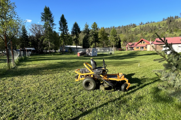 Recent tree care project 7