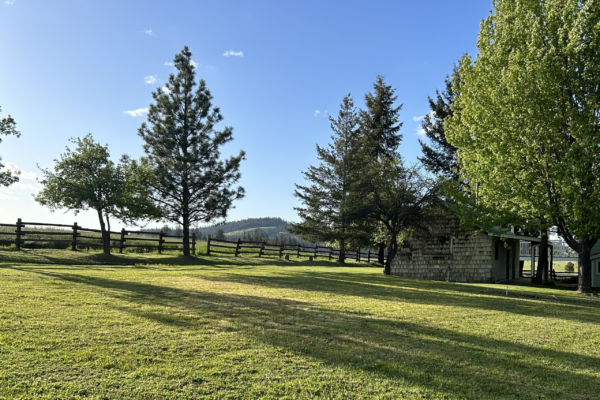 Recent tree care project 2