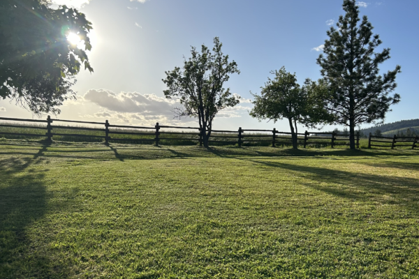 Recent tree care project 8