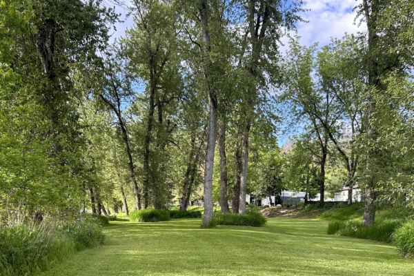 Recent tree care project 1